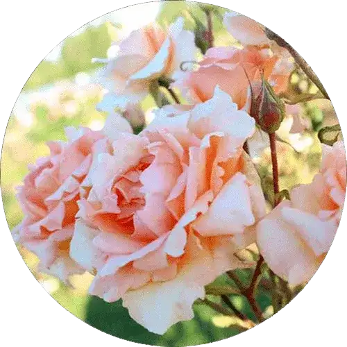 Special rose plant with large colorful blooms in garden pot