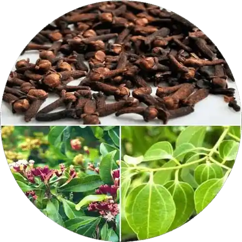 Healthy spice plants like chilli, mint, and curry leaf growing in pots