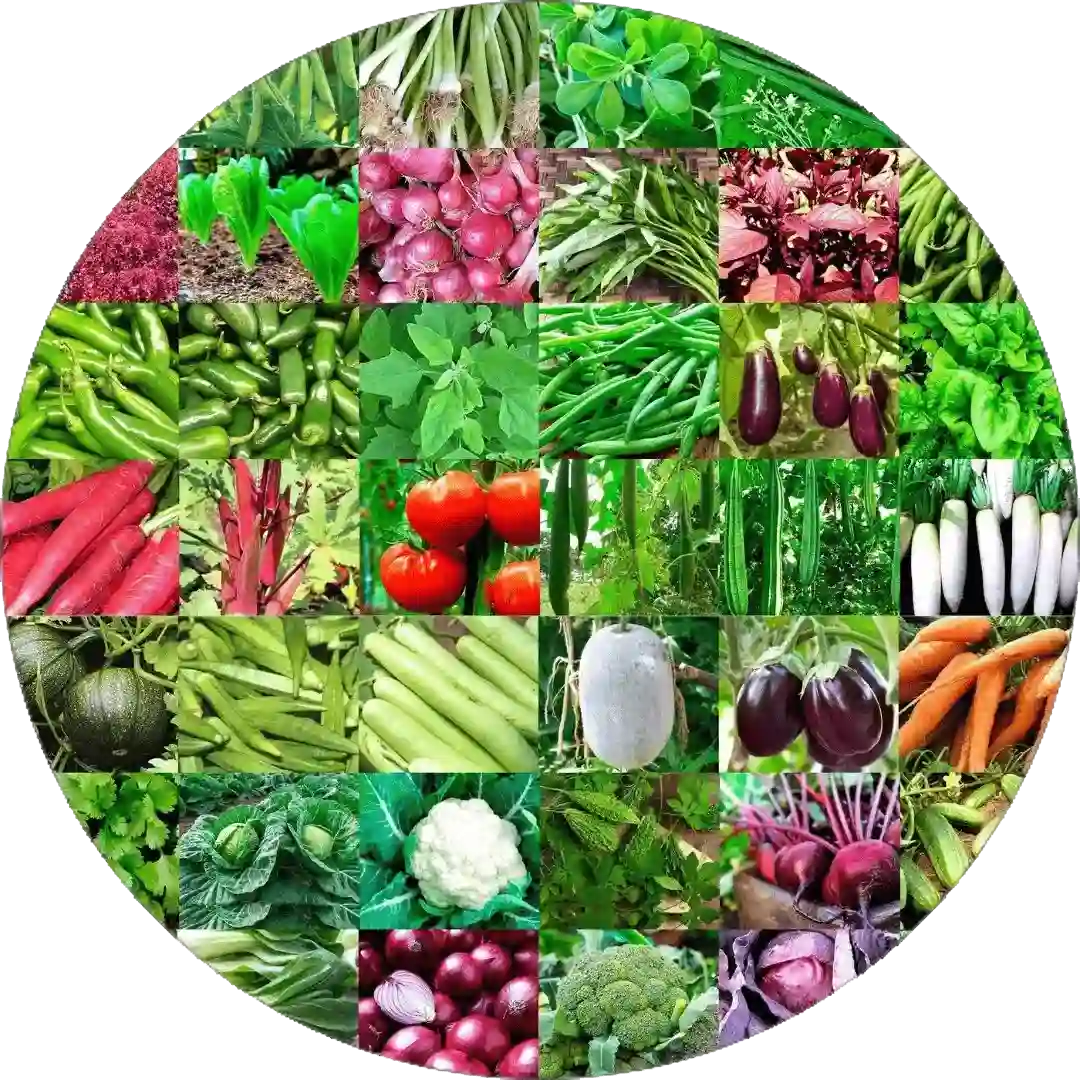 High quality vegetable seeds packet for home gardening