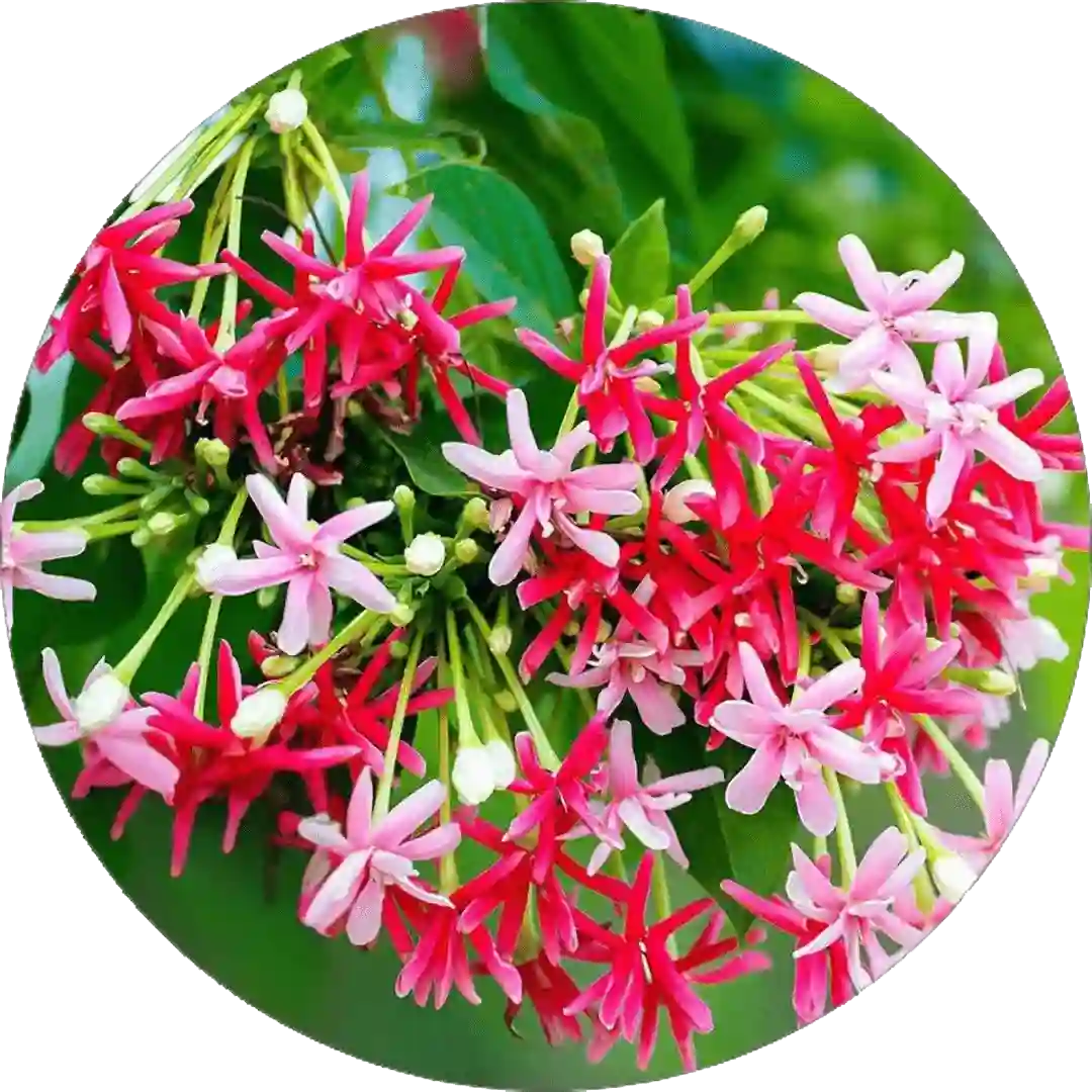 Beautiful flowering plant with colorful blooms in a garden pot