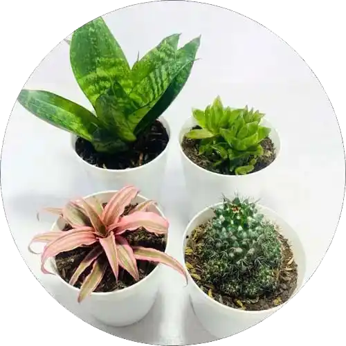 Beautiful indoor plants in pots placed inside home living room