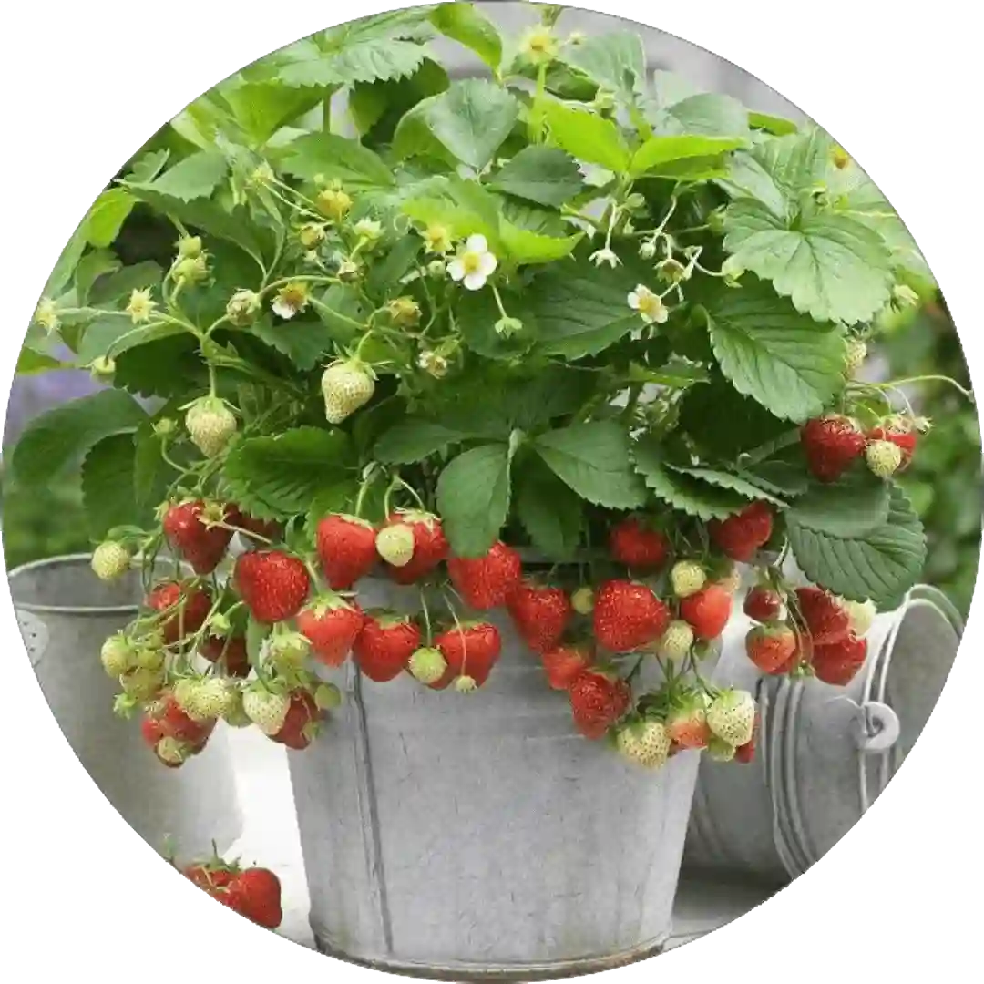 Healthy fruit plant growing in a pot with fresh green leaves
