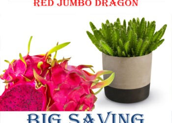 Red Jumbo Dragon Fruit Plant (Bulk Order)
