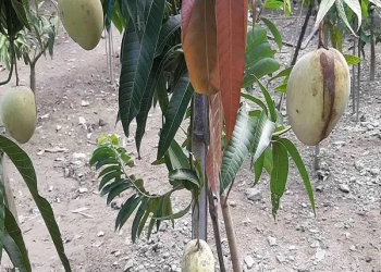 Gourmoti Mango Aam Grafted Fruit Live Plant (1.5-3 Feet Height)