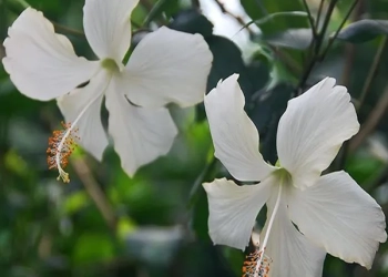 White Colour Hybrid Hibiscus Joba Gudhal Flower Live Plant (1-2 Feet Height)