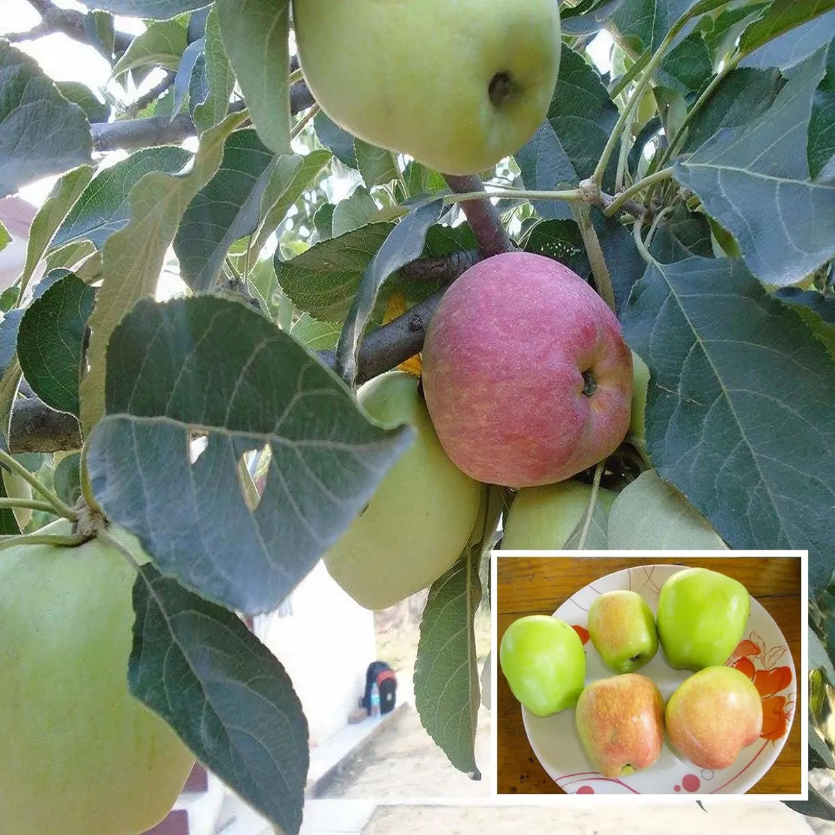 Hrmn Hariman 99 Apple Fruit Organic Fruit Plant