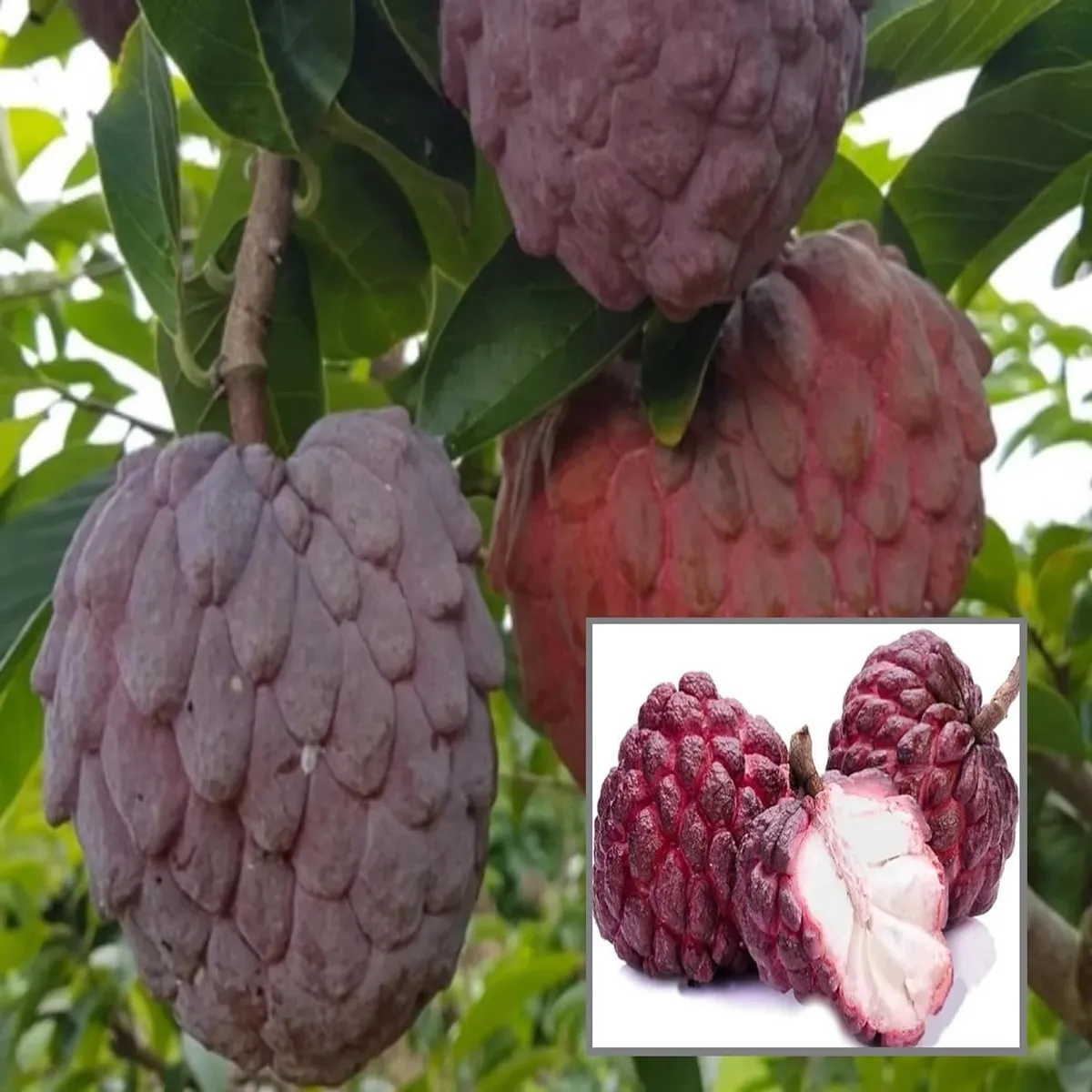 Red Custard Apple Sugar Apple Sitafal Ata Grafted Fruit Live Plant