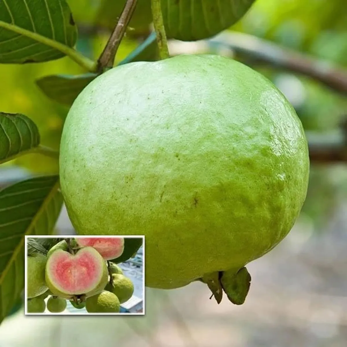 Madhuri Guava Amrood Layering/Grafted Fruit Live Plant