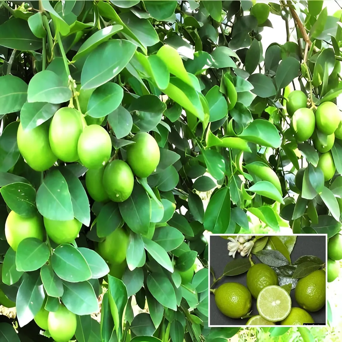 Nimbu Kagzi Lemon All Time Lemon Nimbu Layering/Grafted Fruit Live Plant
