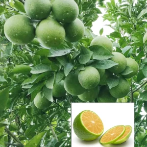 Jalna Sweet Mosambi Grafted Fruit Live Plant