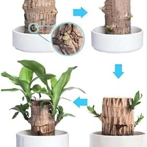 Lucky Brazil Wood Potted Plant | Healthy Indoor Live Lucky Plant | Brazilian Wood Plant for Living Room, Feng Shui Plant Pack of 1 Pcs