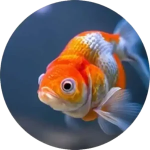 Healthy live fish seeds in water container for fish farming