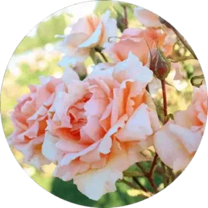 Special rose plant with large colorful blooms in garden pot