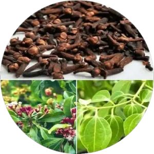 Healthy spice plants like chilli, mint, and curry leaf growing in pots