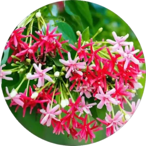 Beautiful flowering plant with colorful blooms in a garden pot