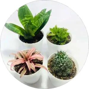 Beautiful indoor plants in pots placed inside home living room