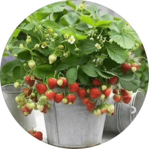 Healthy fruit plant growing in a pot with fresh green leaves