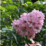 Furush (Lagerstroemia Indica / Common Crape Myrtle)