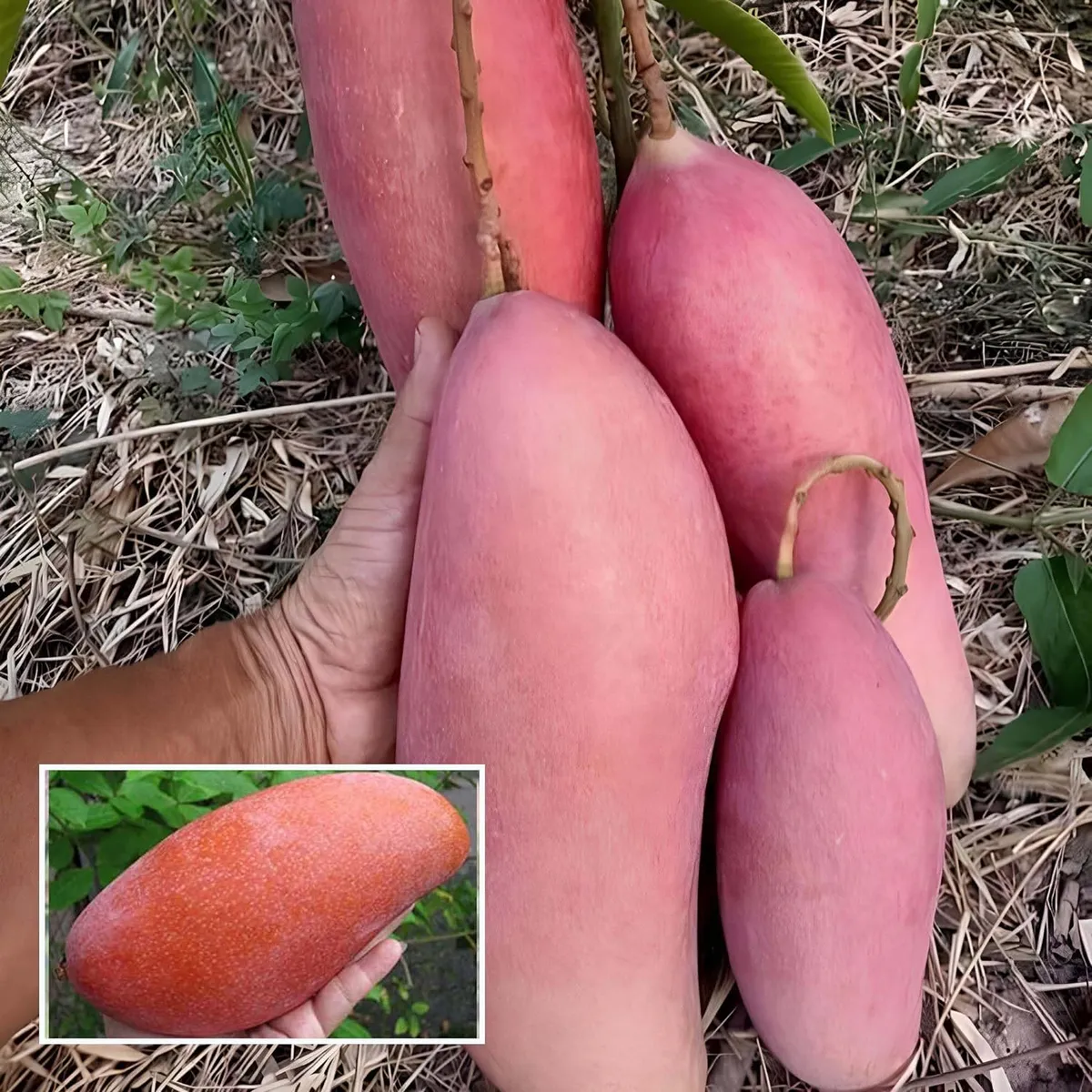 Thai King of Chakapat Mango Plant