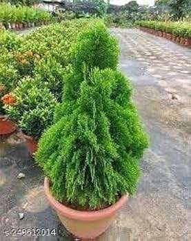 Jhau (Tamarisk) Green Fresh Organic Flower Plant - Image 2