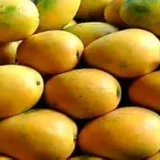 Kohinoor Mango Plant