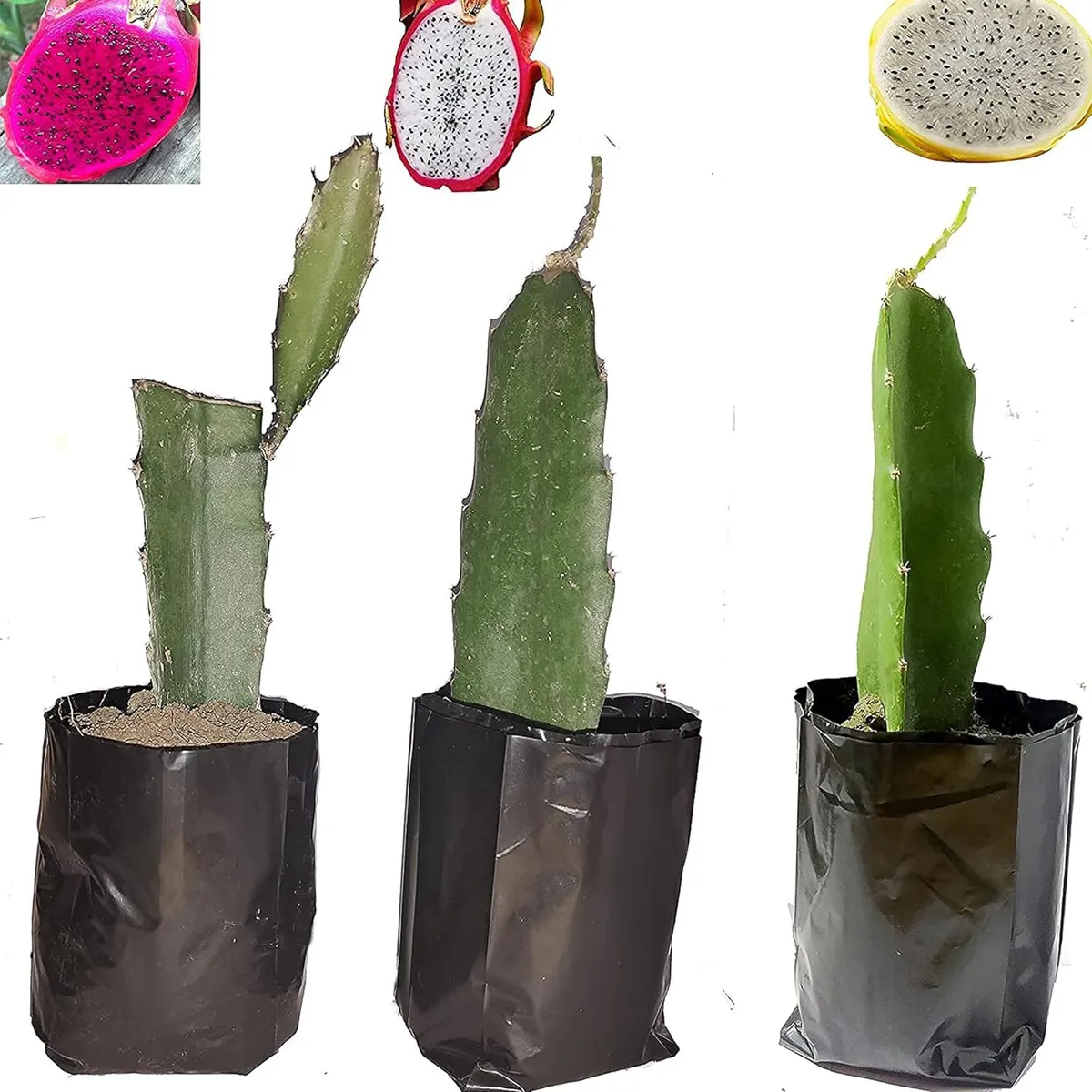 Combo White, Pink & Yellow Colombiana Dragon – Fruit Plant