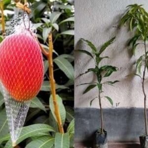 Miyazaki Mango  (Bangla Grafted)
