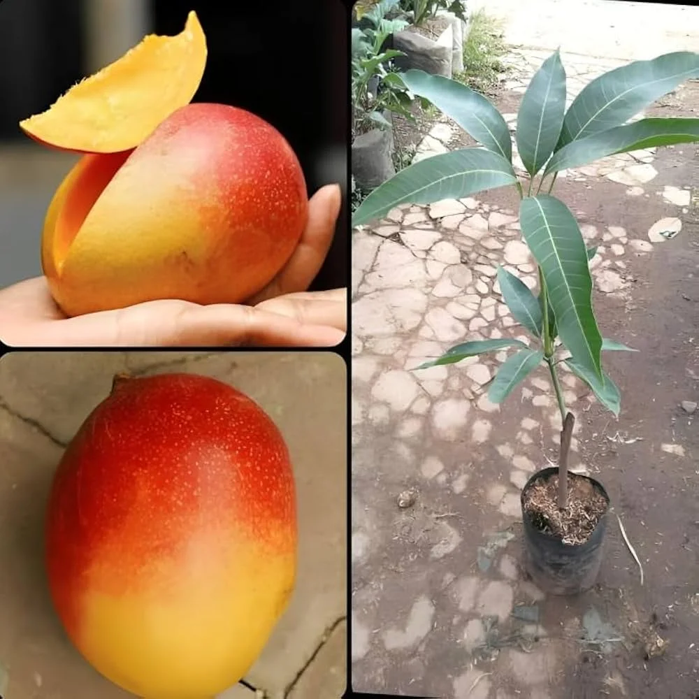 Gulab Khas Mango Plant