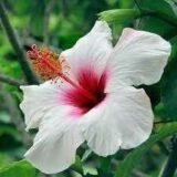 Pune White Colour Hybrid Hibiscus (Joba / Gudhal)