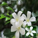 Madhu Kamini (Satin Wood / Kunti) – Fragrant Shrubs