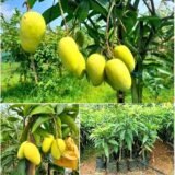 Katimon Mango Plant
