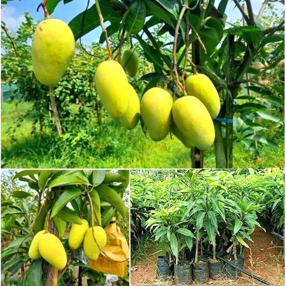 Katimon Mango Plant