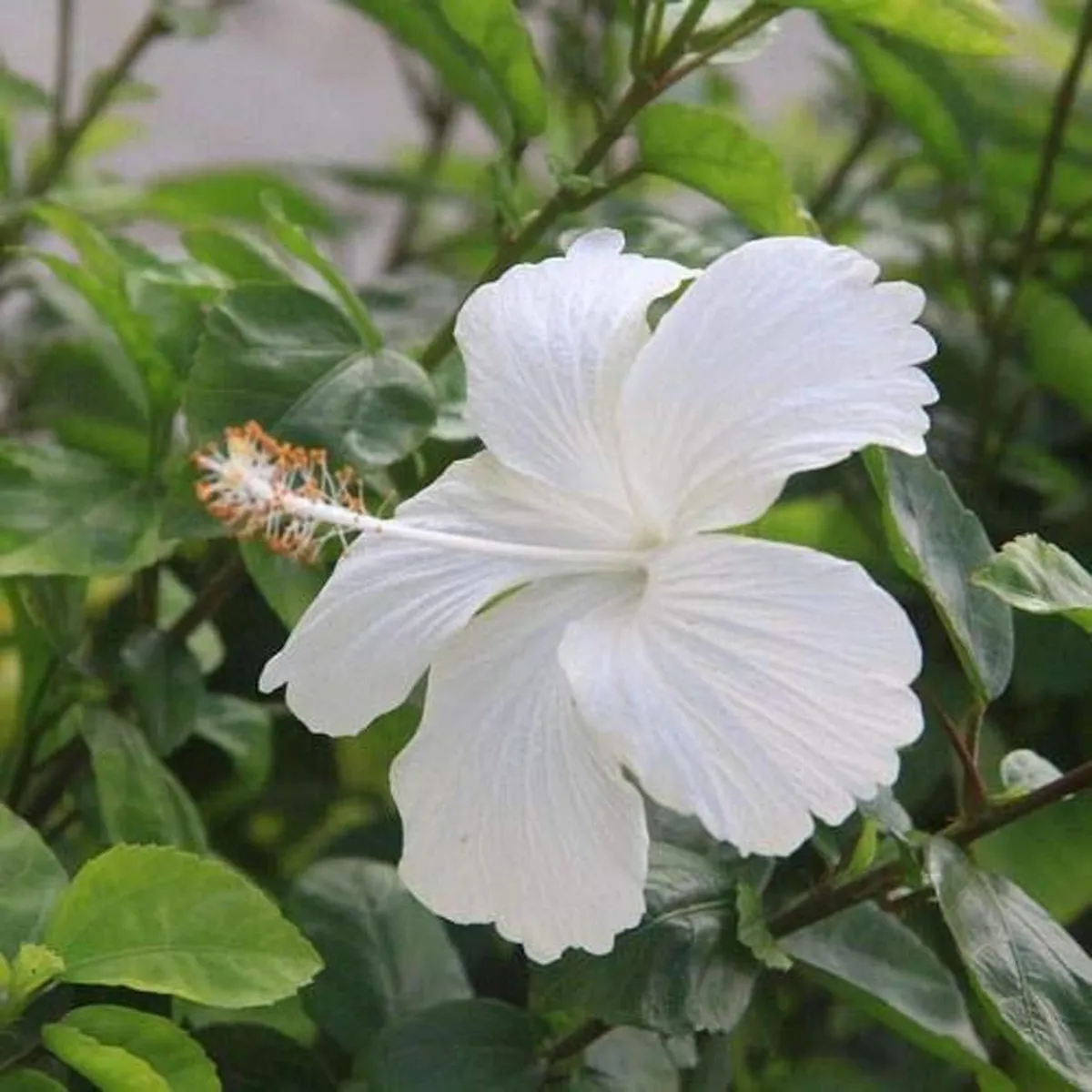 White Colour Hybrid Hibiscus Joba Gudhal Flower Live Plant - Image 2