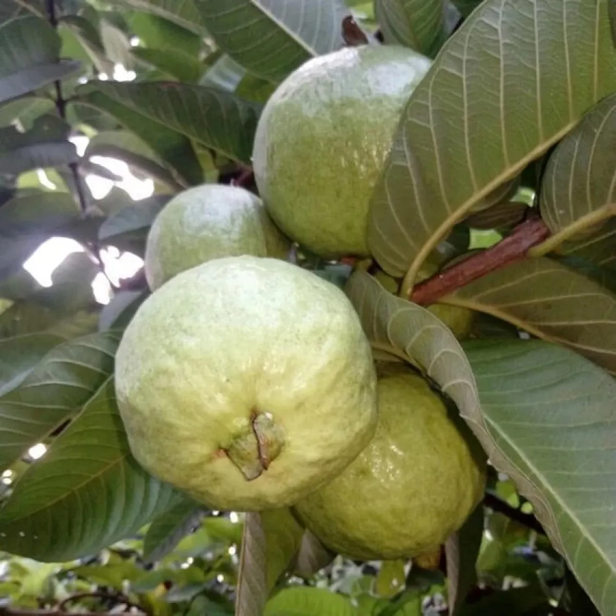 Allahabad Safeda Guava Amrood Layering/Grafted Fruit Live Plant - Image 3