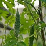 Bitter Gourd Jhalri Long - Desi Vegetable Seeds