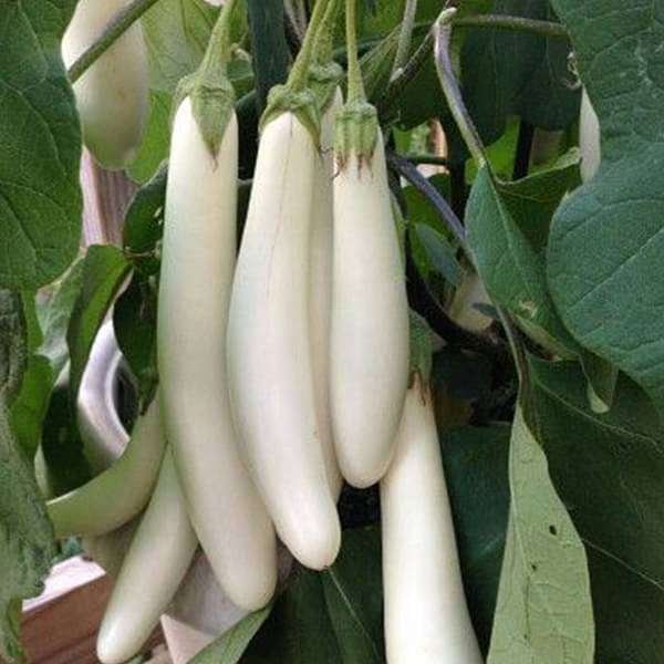 Brinjal F1 White Long - Vegetable Seeds