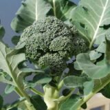 Broccoli (Brassica oleracea var. italica) – Vegetable Seeds