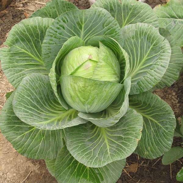 Cabbage Poi - Desi Vegetable Seeds