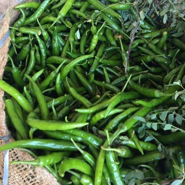 Chilli G 4 - Desi Vegetable Seeds