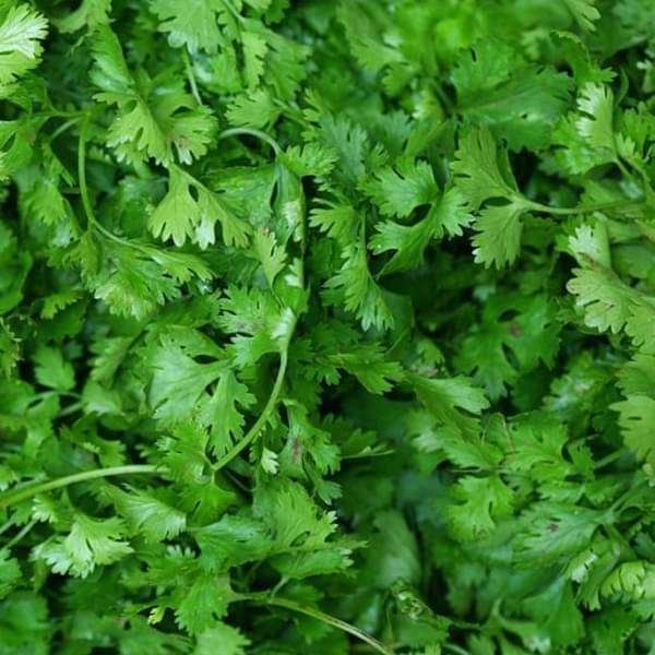 Coriander Shalimar Improved - Organic Vegetable Seeds