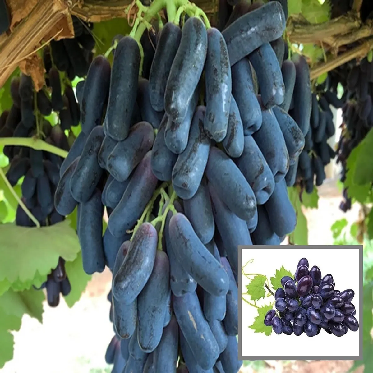 Black Sharad Seedless Grapes Plant – Angoor