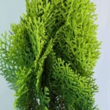 Jhau (Tamarisk Green)