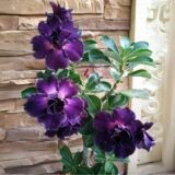 Adenium (Desert Rose) 26 – Flowering Plant