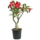 Adenium (Desert Rose) 43 – Flowering Plant