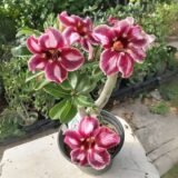 Adenium (Desert Rose) 40 – Flowering Plant