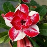 Adenium (Desert Rose) 14 – Flowering Plant