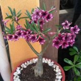 Gorgeous Violet Adenium (Desert Rose) – Flowering Plant