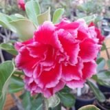 Adenium (Desert Rose) 22 – Flowering Plant