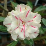 Adenium (Desert Rose) 33 – Flowering Plant