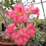 Adenium (Desert Rose) 5 – Flowering Plant